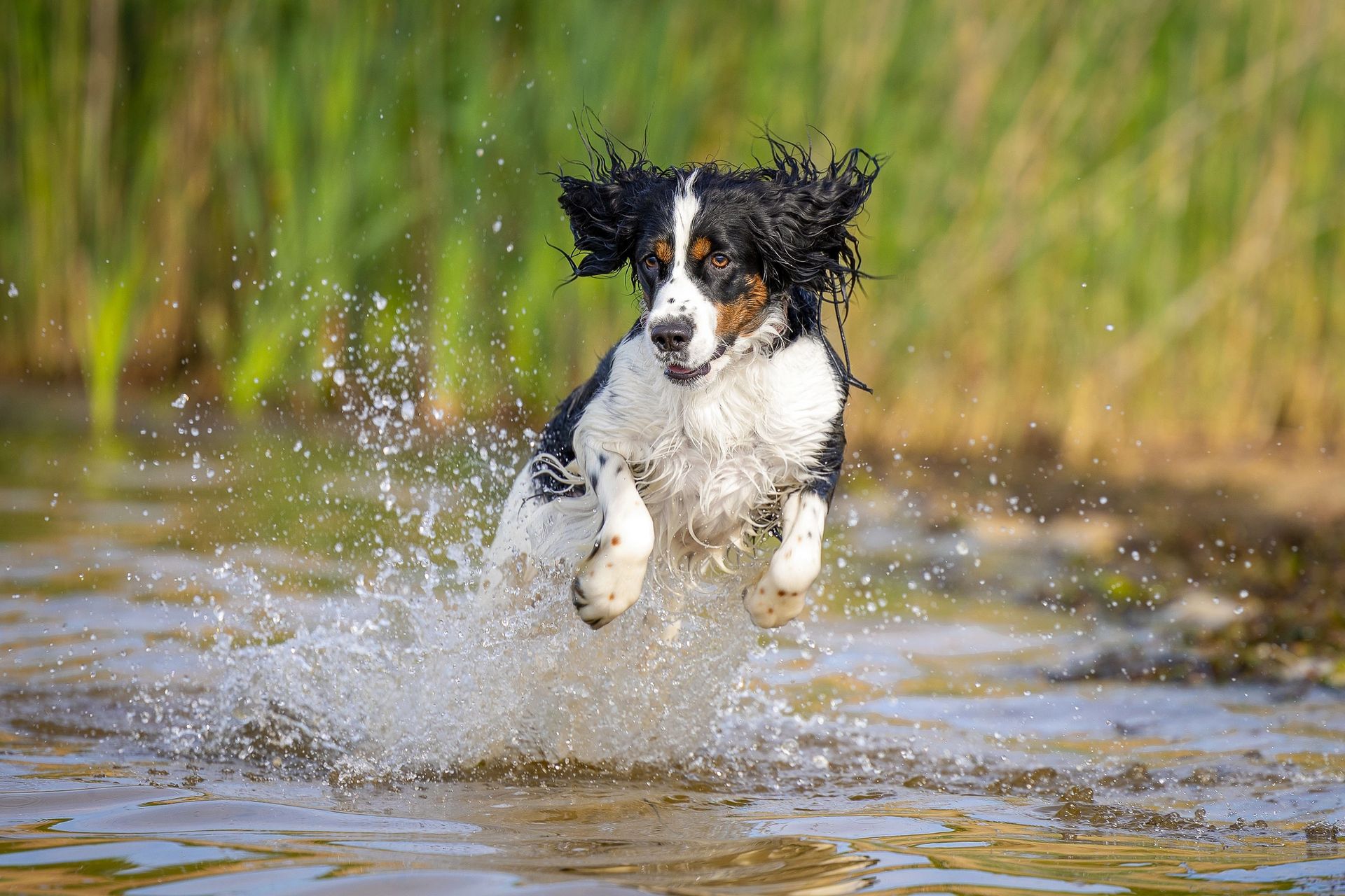 Spring and summer pet photography session outdoors
